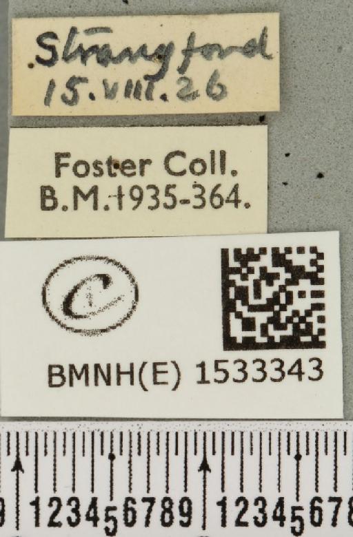 Cilix glaucata (Scopoli, 1763) - BMNHE_1533343_label_201592