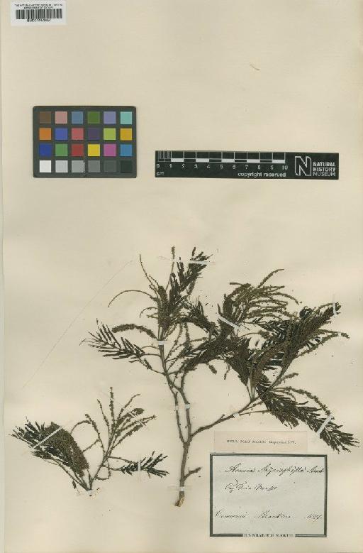 Pseudopiptadenia contorta (DC.) G.P.Lewis & M.P.Lima - BM001053847