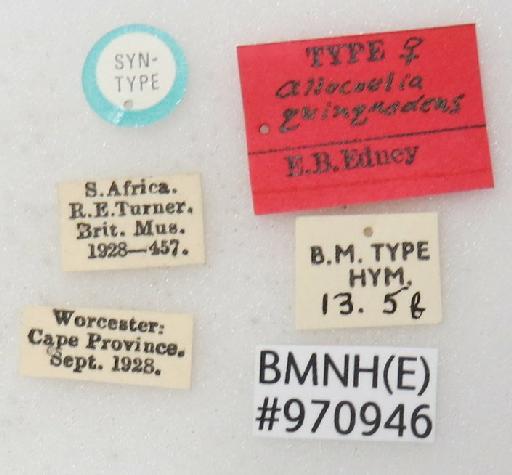 Allocoelia quinquedens Edney, 1947 - Allocoelia_quinquedens-BMNH(E)#970946_type-labels