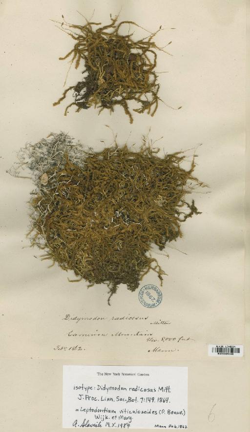 Leptodontium viticulosoides (P.Beauv.) Wijk & Margad. - BM000870365