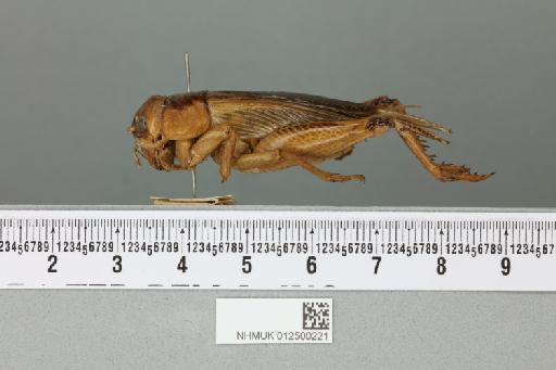 Tarbinskiellus portentosus (Lichtenstein, 1796) - 012500221_reverse