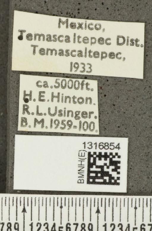 Calligrapha (Polyspila) multiguttata Stål, 1859 - BMNHE_1316854_label_15919