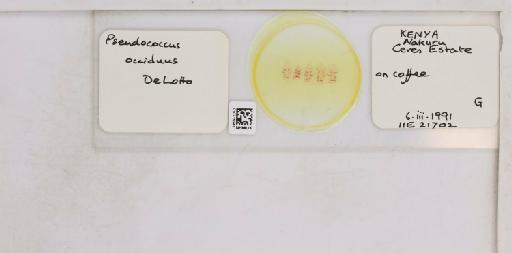 Pseudococcus occiduus De Lotto, 1961 - 010715243__