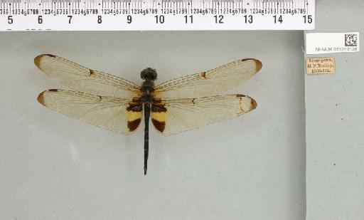 Rhyothemis phyllis (Sulzer, 1776) - 011253136_804287_1256853_2