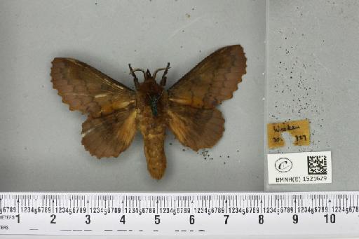 Gastropacha quercifolia (Linnaeus, 1758) - BMNHE_1521629_198566