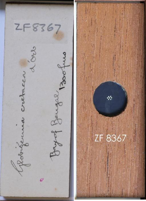 Globigerina cretacea Orbigny, 1840 - ZF 8367.tif