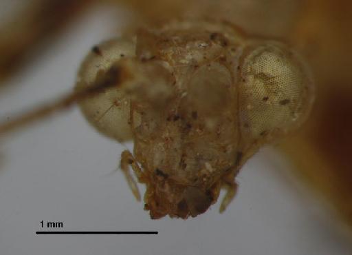 Leucochrysa dolichocera Navás - Allochrysa dolichocera BMNHE 1241761 head frontal2