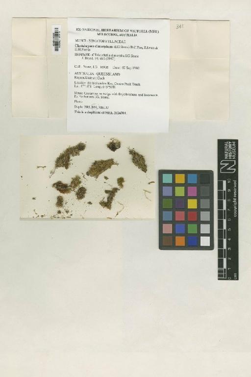 Clastobryum dimorphum (I.G.Stone) B.C.Tan, Z.Iwats. & D.H.Norris - BM001108428