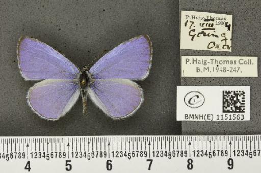 Celastrina argiolus britanna (Verity, 1919) - BMNHE_1151563_112420