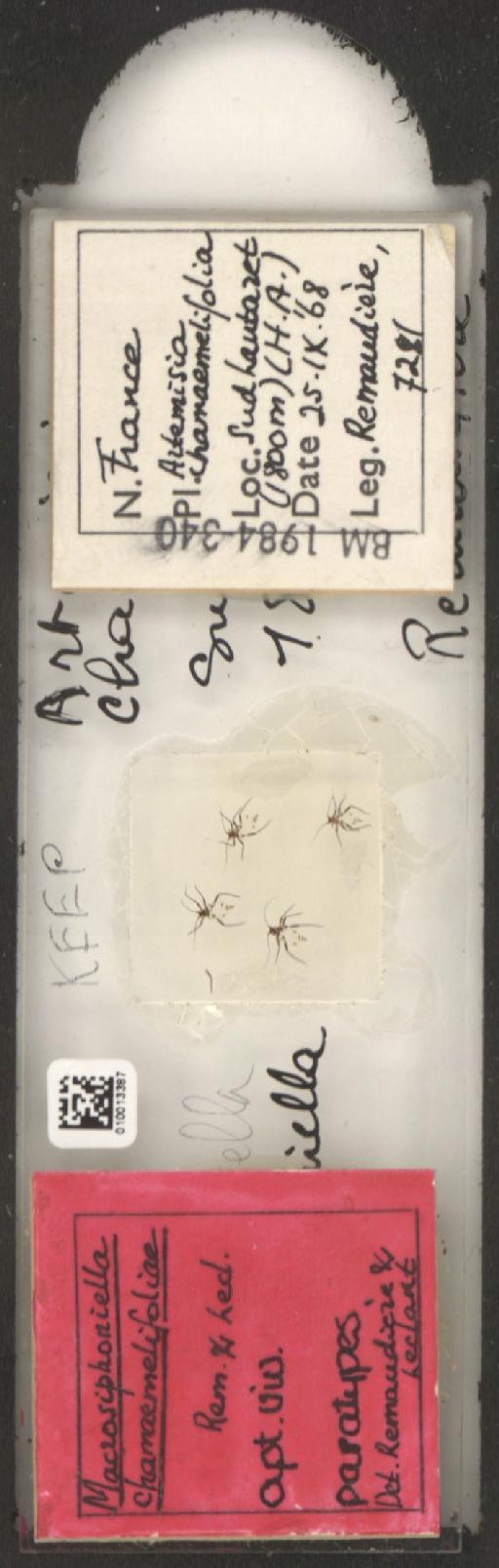 Macrosiphoniella chamaemelifoliae Remaudiere & Leclant, 1972 - 010013387_112659_1094719