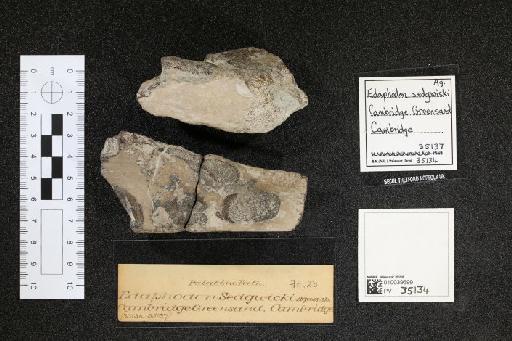Edaphodon sedgwicki infraphylum Gnathostomata Agassiz, 1843 - 010039699_L010040985