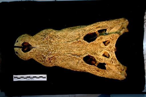 Crocodylus porosus - ED_C_porosus_52.12.9.2(cran)