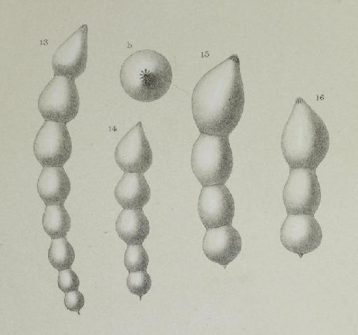 Nodosaria soluta Bornemann, 1855 - ZF1982_62_13-14_Dentalina_subsoluta.jpg