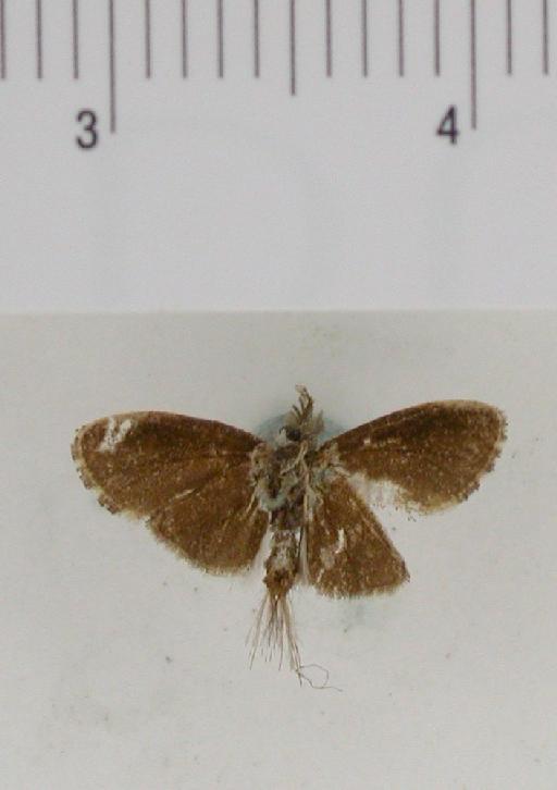Indarbela minima (Hampson, 1910) - Arbela minima 1055079 ventral