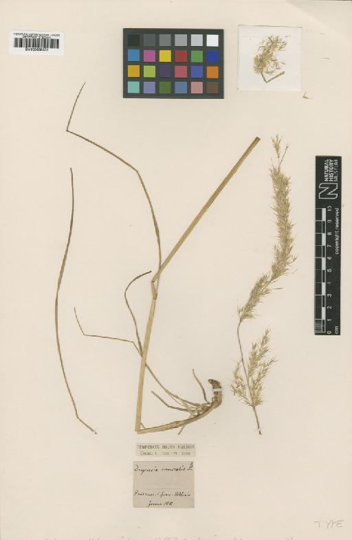 Calamagrostis nemoralis Phil. - BM000938572