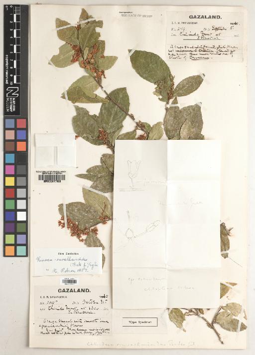 Rinorea convallarioides (Baker f.) Eyles - BM010763537_a