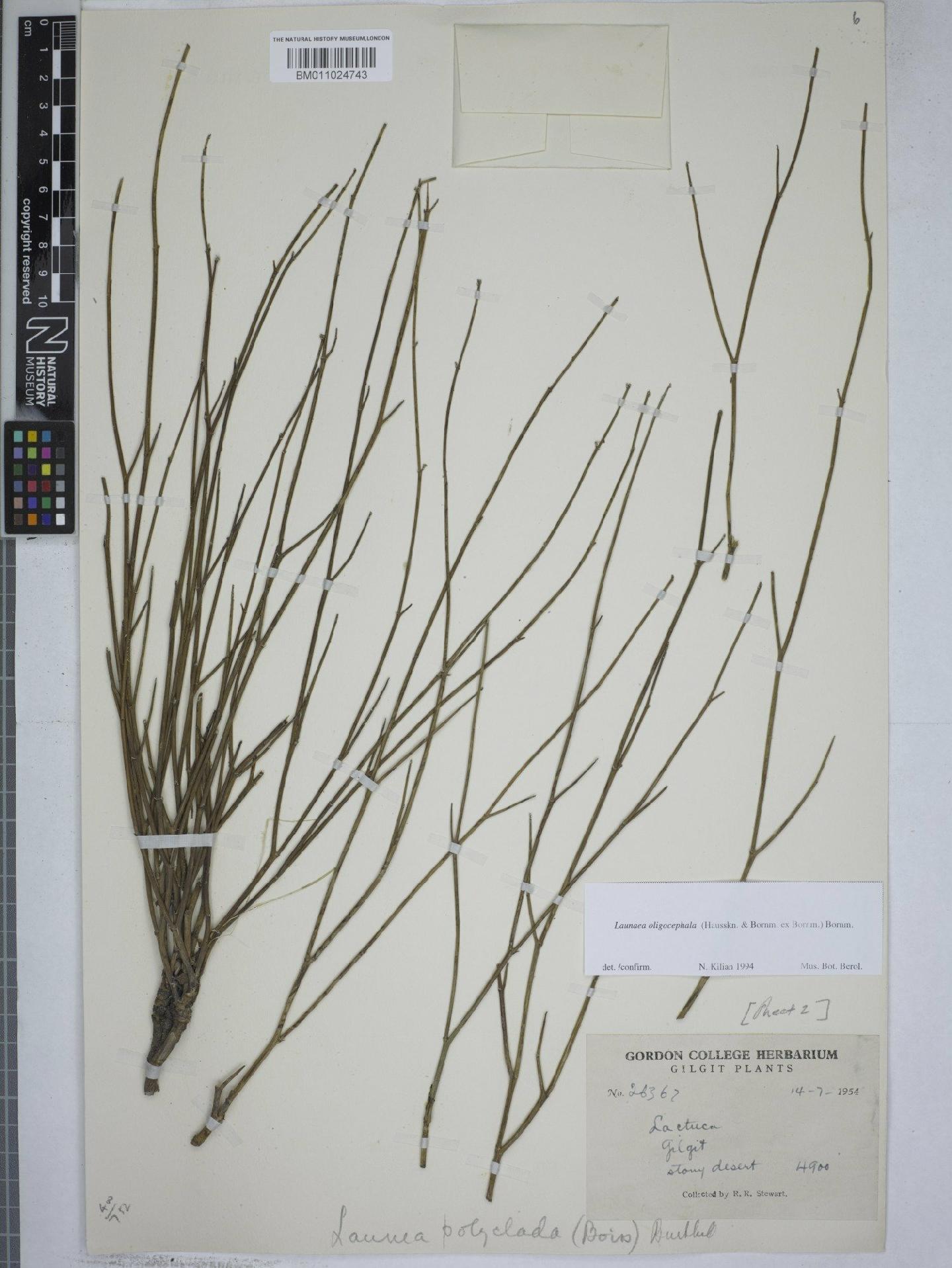 To NHMUK collection (Launaea oligocephala Bornm.; NHMUK:ecatalogue:9153450)