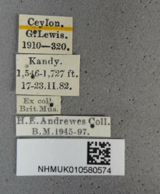 Chlaenius nigripennis Chaudoir, 1856 - NHMUK010580574_labels