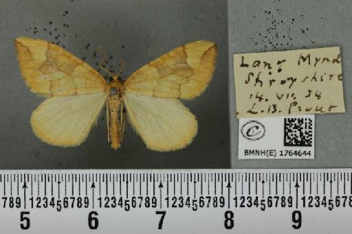 Eulithis populata (Linnaeus, 1758) - BMNHE_1764644_344557