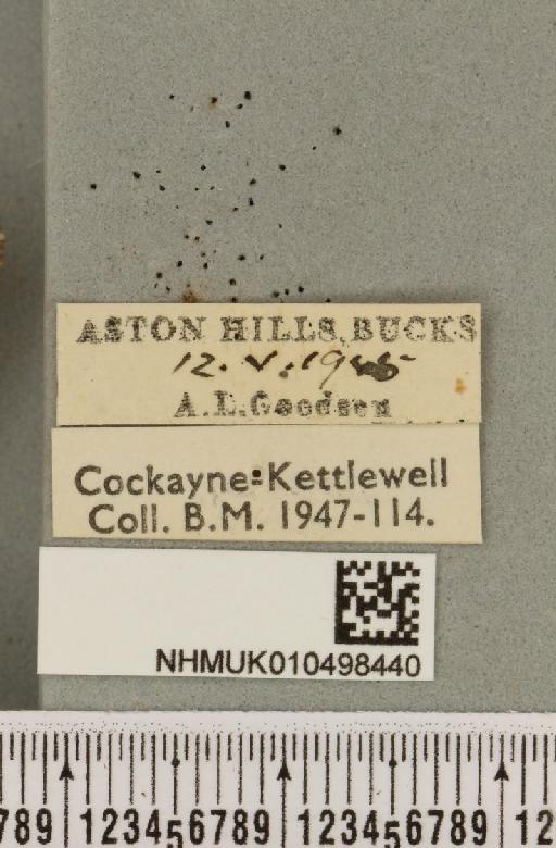 Colocasia coryli ab. avellanae Huene, 1901 - NHMUK_010498440_label_556277