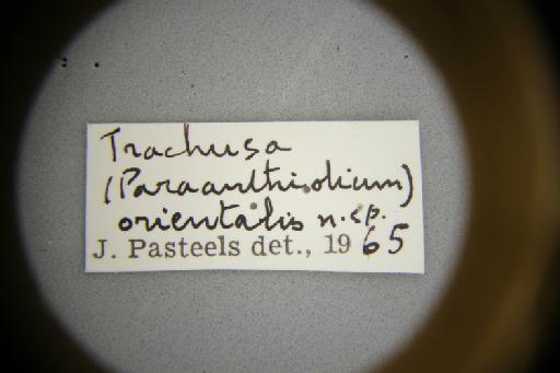 Trachusa (Metatrachusa) orientalis Pasteels, 1972 - Trachusa_orientalis-NHMUK010266353-type-male-label_3