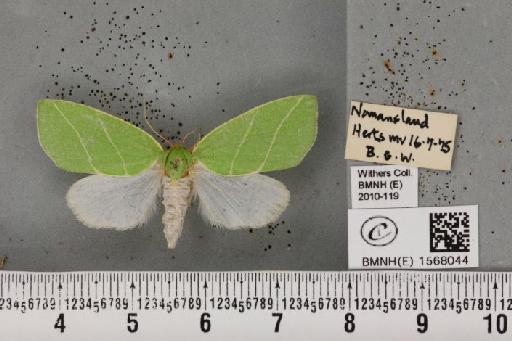 Bena bicolorana (Fuessly, 1775) - BMNHE_1568044_293497