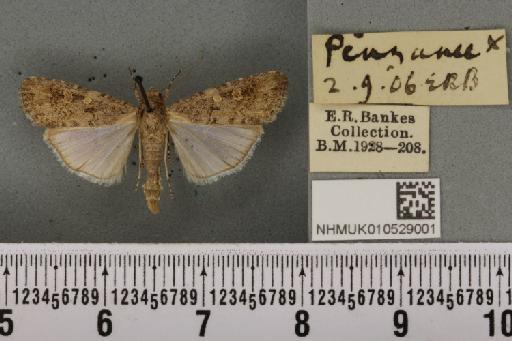 Spodoptera exigua ab. variegata Dannehl, 1929 - NHMUK_010529001_582936