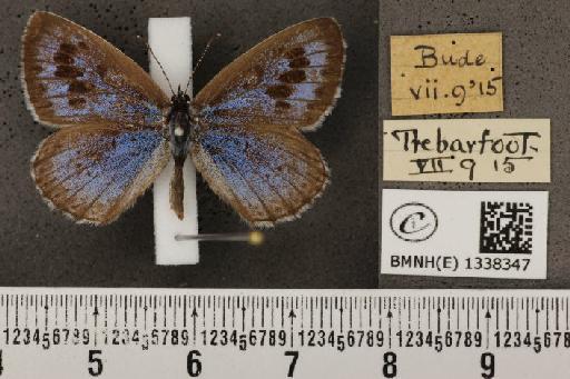 Maculinea arion eutyphron (Fruhstorfer, 1915) - BMNHE_1338347_134611