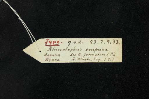 Rhinolophus empusa Andersen, 1904 - 1893_7_9_33-Rhinolophus_empusa-Holotype-Skull-label