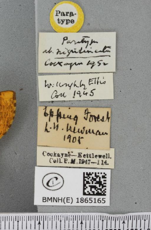 Angerona prunaria ab. nigrilineata Cockayne, 1952 - BMNHE_1865165_label_430845