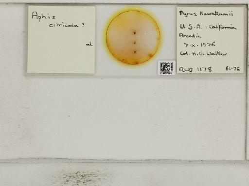 Aphis (Medoralis) spiraecola Patch, 1914 - 014227289_112529_1093088_157842_NoStatus