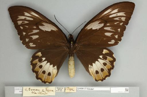 Ornithoptera priamus arruana f. eumaeus Rippon, 1892 - 013603107__