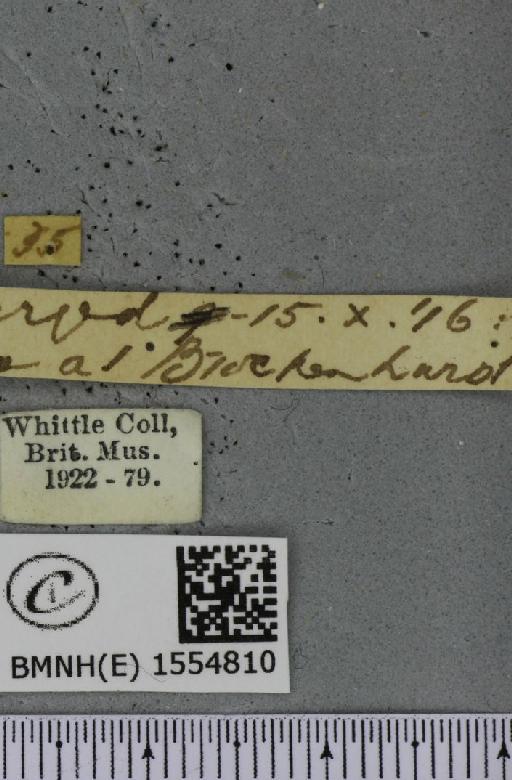 Diloba caeruleocephala (Linnaeus, 1758) - BMNHE_1554810_label_259087