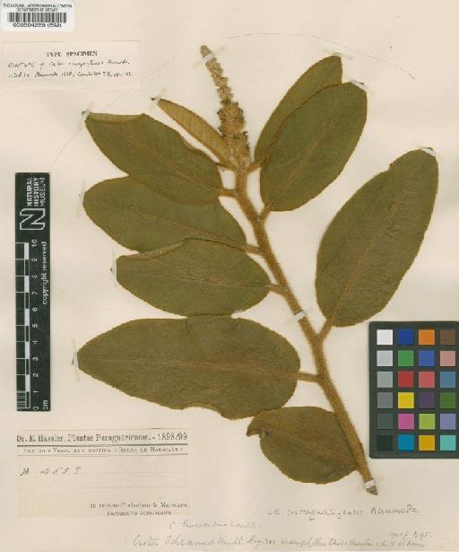 Croton curuguatyensis Ahumada - BM000504259