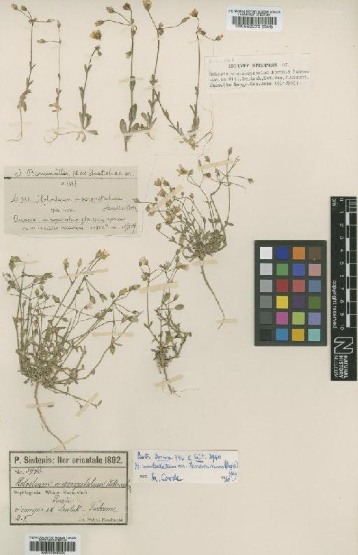 Holosteum umbellatum var. tenerrimum (Boiss.) Gay - BM000946328