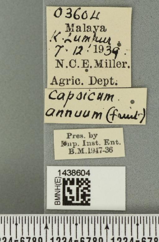 Bactrocera (Bactrocera) latifrons (Hendel, 1915) - BMNHE_1438604_label_32537