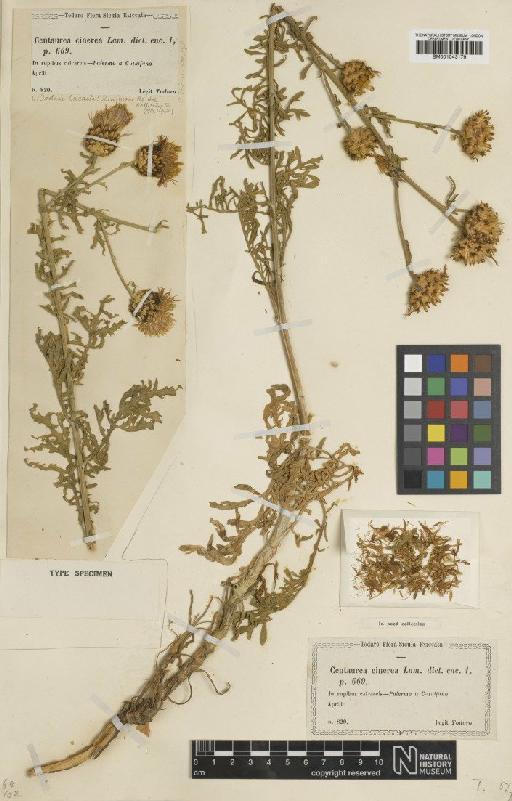 Centaurea cineraria L. - BM001043179