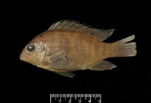 Tilapia camerunensis Lönnberg, 1903 - BMNH 1979.7.18.459 Tilapia camarunensis