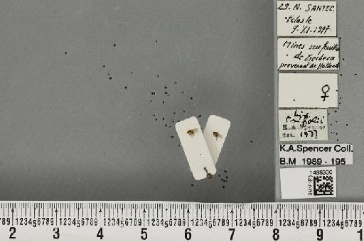 Liriomyza trifolii (Burgess, 1880) - BMNHE_1488300_52147