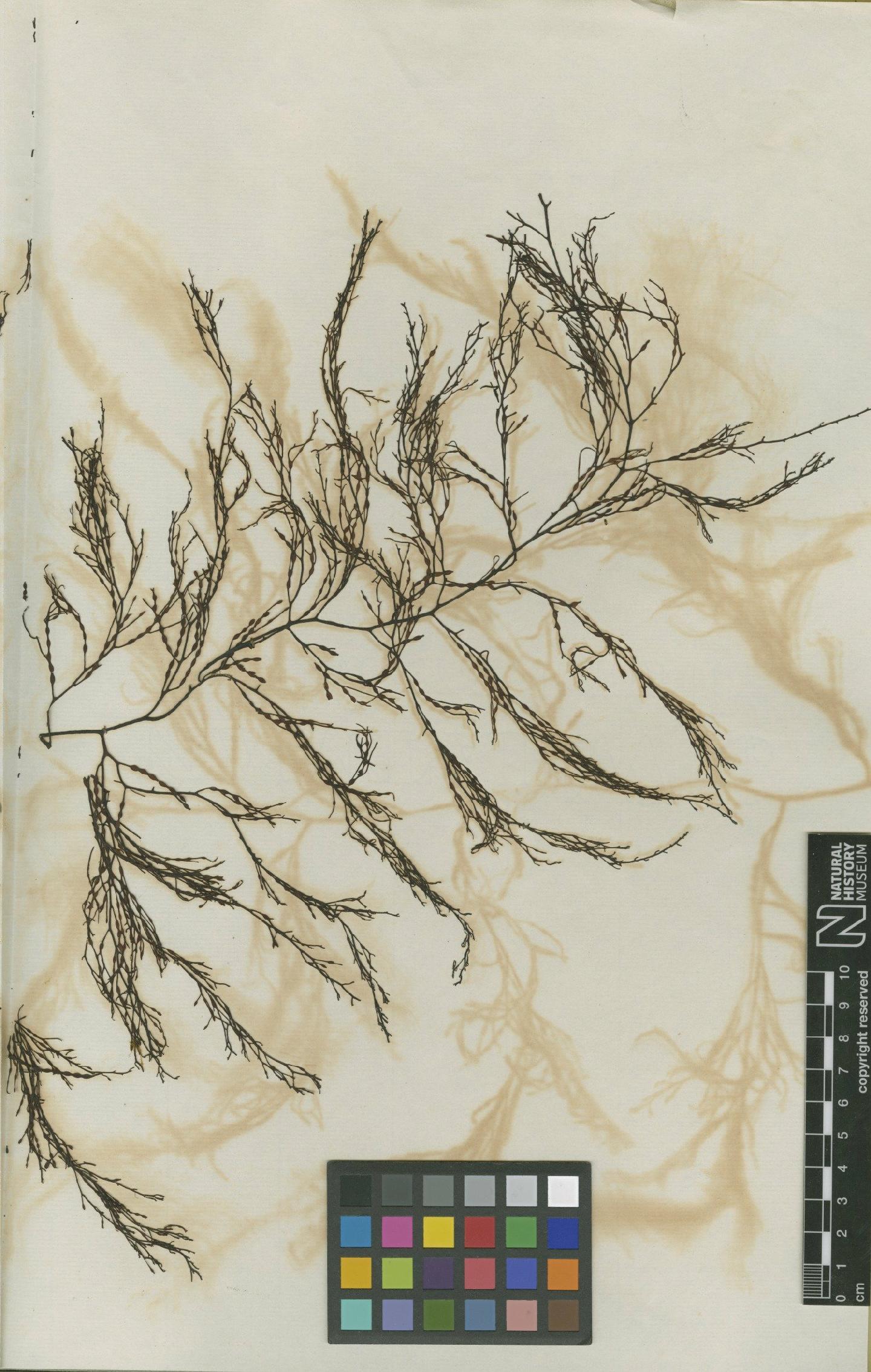 To NHMUK collection (Cystoseira osmundacea (Turner) J.Agardh; Isotype; NHMUK:ecatalogue:4723113)