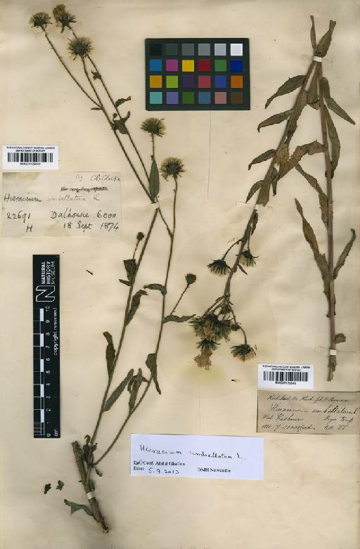 Hieracium umbellatum L. - BM001125645