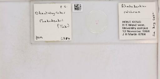 Pealius rhododendrae Takahashi, 1935 - 013488219_117725_1092324_157653_NonType