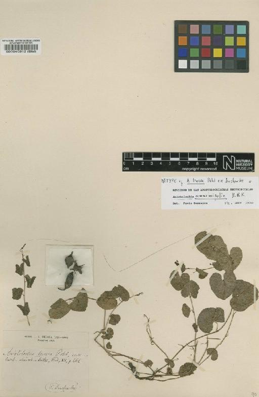 Aristolochia nummularifolia Kunth - BM000040912
