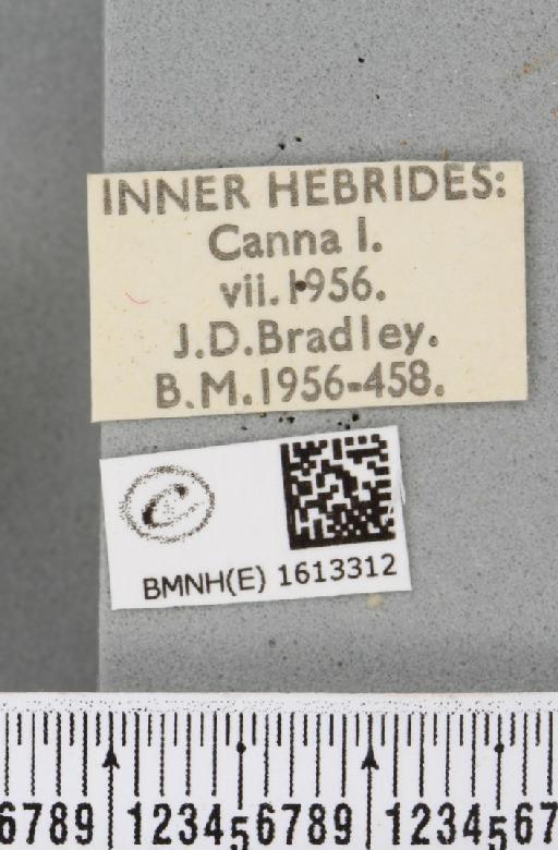 Scotopteryx chenopodiata (Linnaeus, 1758) - BMNHE_1613312_label_306025