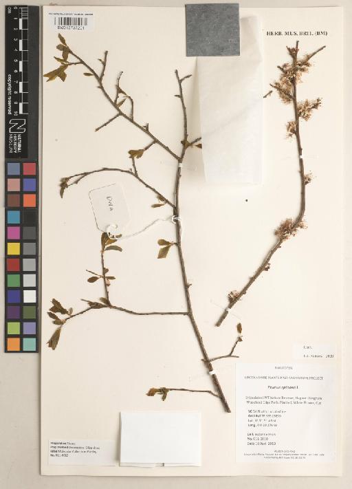 Prunus spinosa L. - 013737201_a