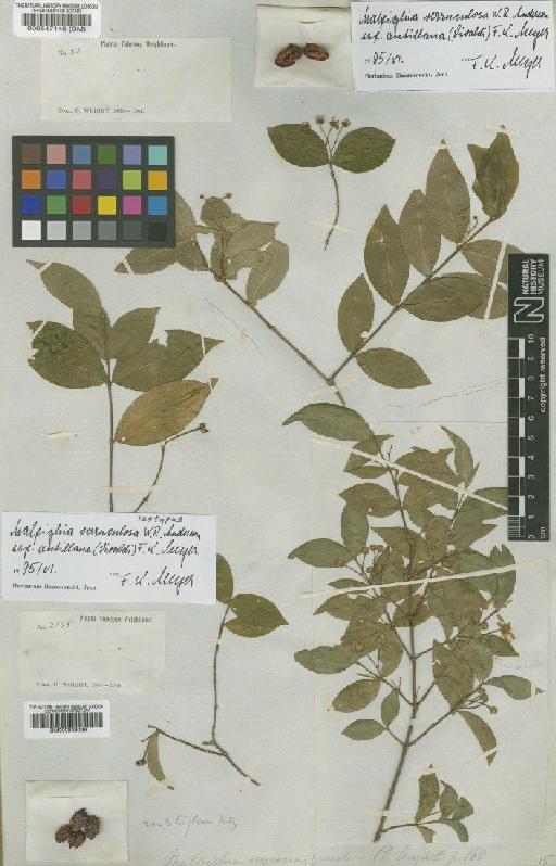 Malpighia verruculosa subsp. antillana (Vivaldi) Mey - BM000547146
