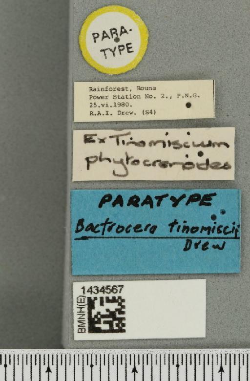 Bactrocera (Bactrocera) tinomiscii Drew, 1989 - BMNHE_1434567_label_28511
