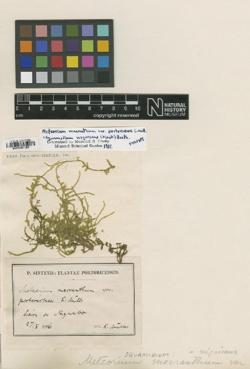 Squamidium nigricans (Hook.) Broth. - BM000961068_a