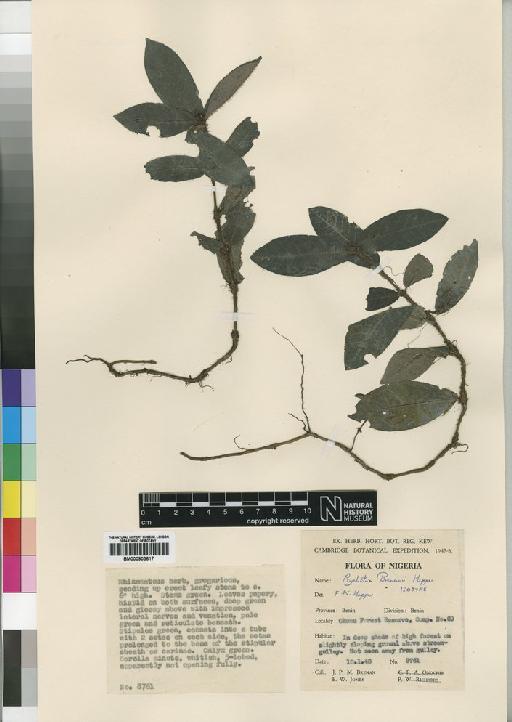 Psychotria fimbriatifolia Good - BM000903617