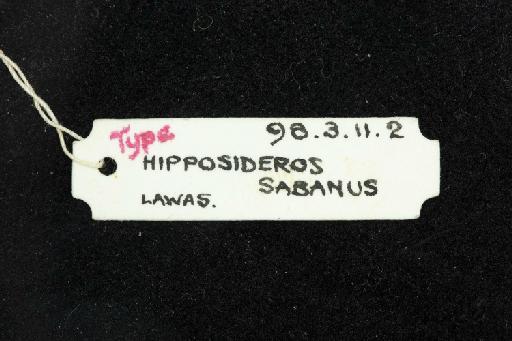 Hipposideros sabanus Thomas, 1898 - 1898_3_11_2-Hipposideros_sabanus-Holotype-Skull-label